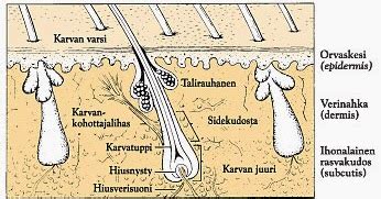 ihon normaalinen kasvu.